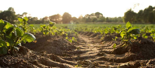 From Soil to Harvest: Mastering Soil and Water Management to Crop Strategies